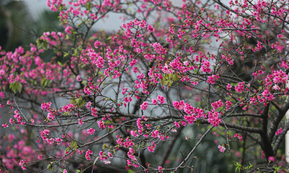 Ngắm hoa anh đào Nhật Bản khoe sắc ở Hà Nội