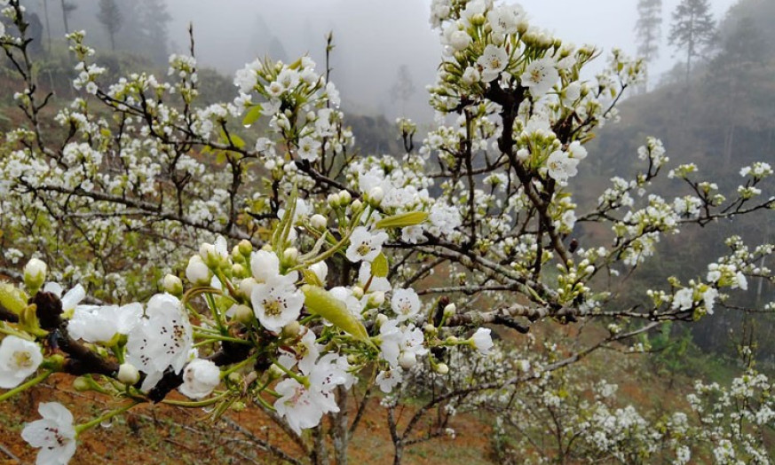 Sắp diễn ra Lễ hội hoa lê trắng biên cương Si Ma Cai lần thứ 2 năm 2023