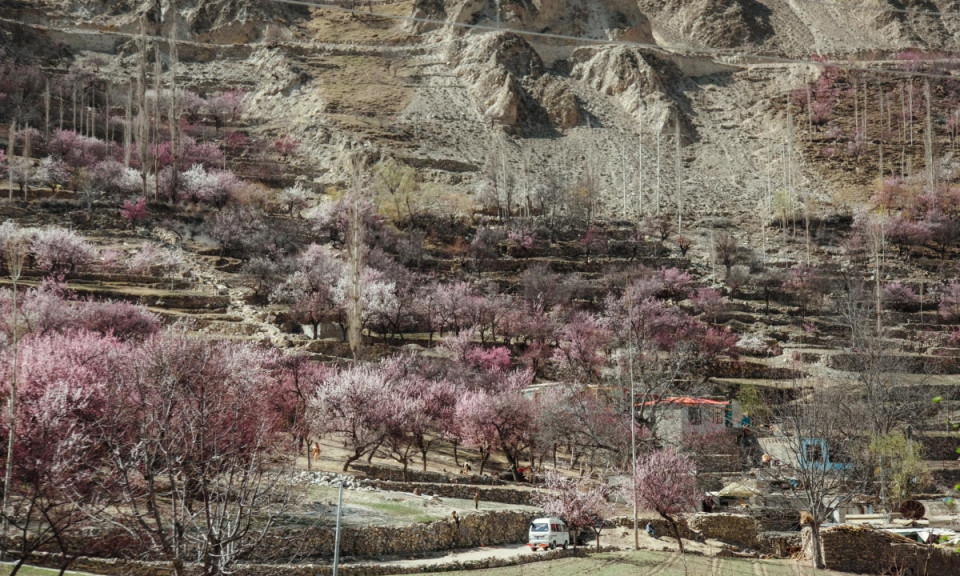 Thung lũng trường thọ ở Pakistan mùa hoa nở