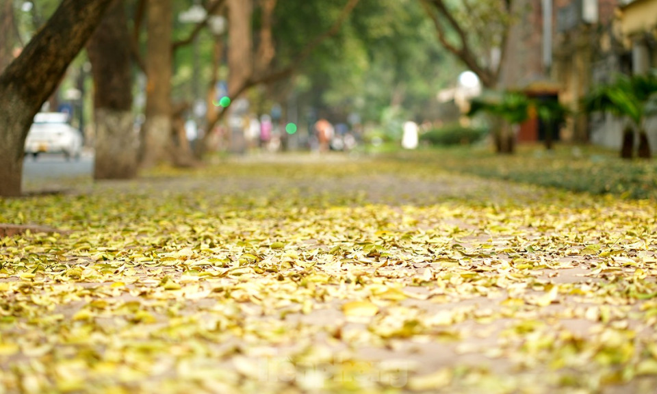 Người Hà Nội nô nức checkin phố Phan Đình Phùng đón mùa lá rụng