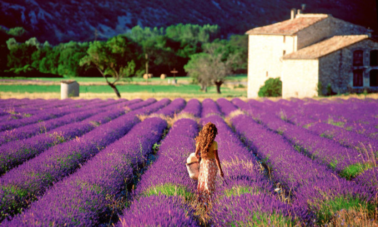 Ba cánh đồng lavender nổi tiếng thế giới