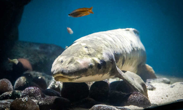 Methuselah – cá cảnh già nhất thế giới tạo sức hút cho thủy cung Mỹ