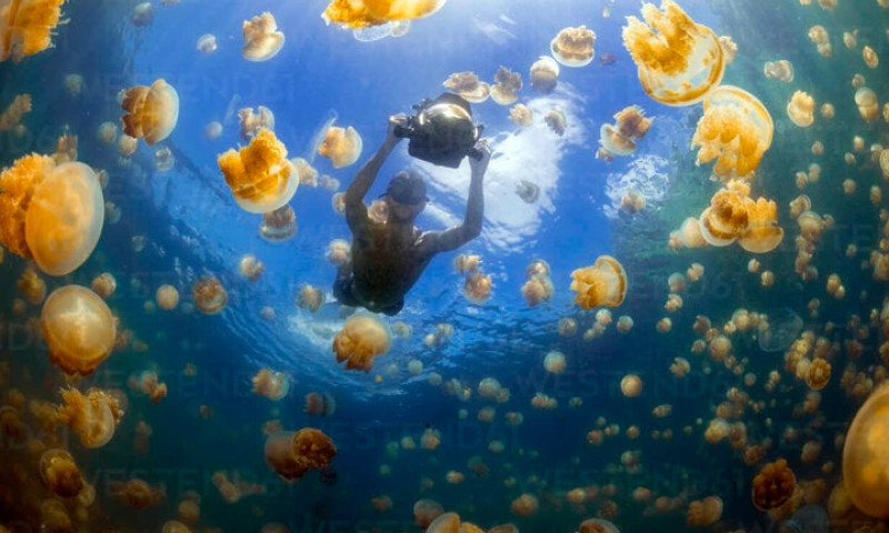 Trải nghiệm bơi giữa biển sứa từ kỷ băng hà khiến dân ưa mạo hiểm thích mê