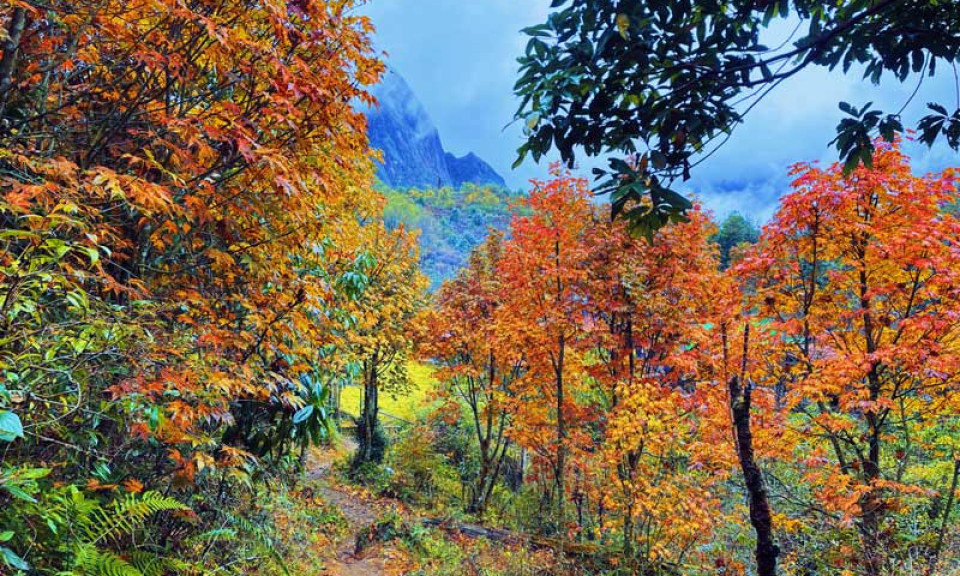 Núi rừng Tây Bắc mùa cây thay lá đẹp tựa trời Âu