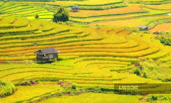 Mùa lúa chín vàng trên cao nguyên đá Tủa Chùa