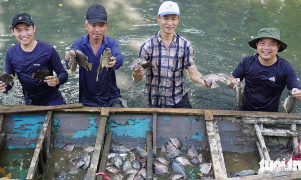 Dỡ chà bắt cá nâu, cách làm du lịch độc đáo của nông dân Cà Mau