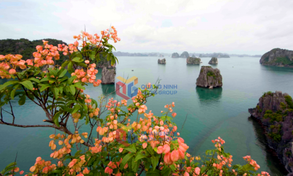Thêm vẻ đẹp cho Vịnh Hạ Long