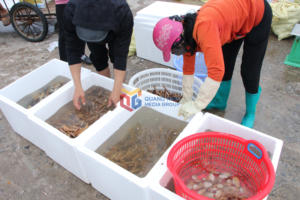 Các loại hải sản được phân loại trước khi giao bán.