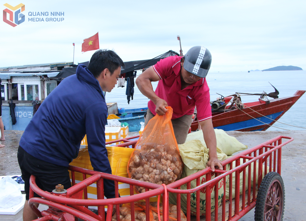 Hải sản sau khi cập bến đều được các đầu mối thu mua.