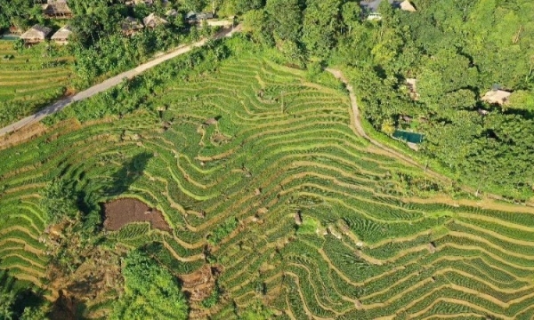 Pù Luông mùa lúa chín