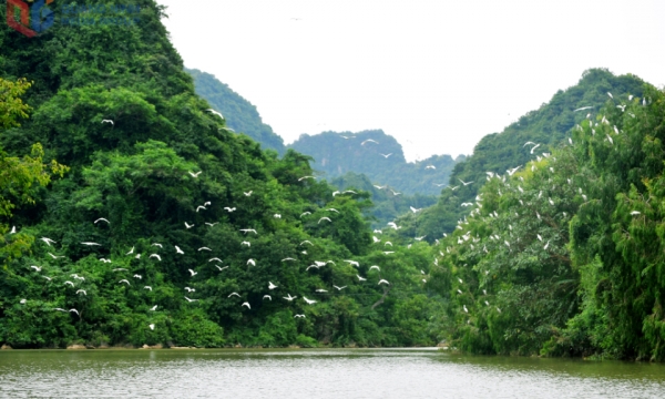 Vườn cò ở Thung Nham