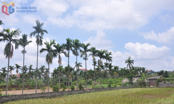 Làng du lịch trong lòng phố
